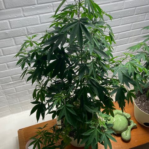 Unknown strain growlog timeline photo
