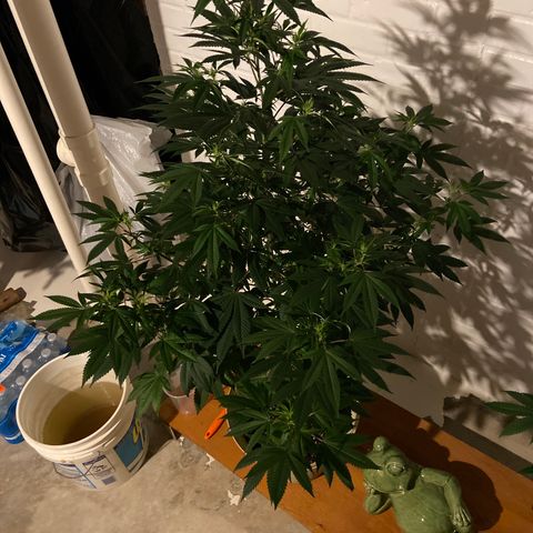 Unknown strain growlog timeline photo