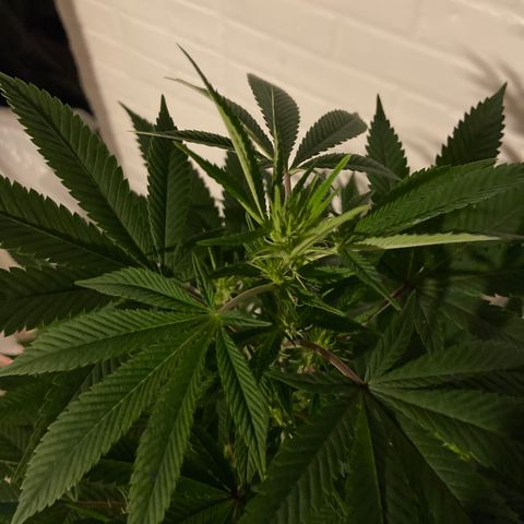 Unknown strain growlog timeline photo