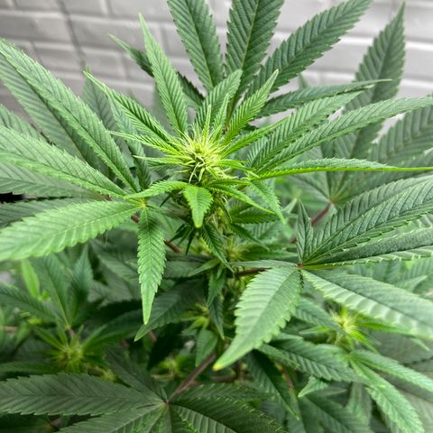Unknown strain growlog timeline photo