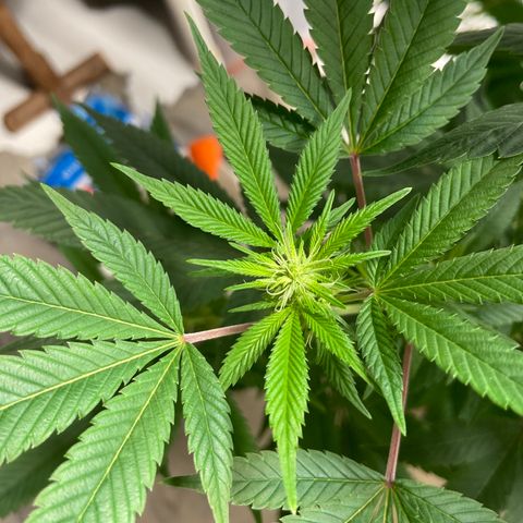 Unknown strain growlog timeline photo