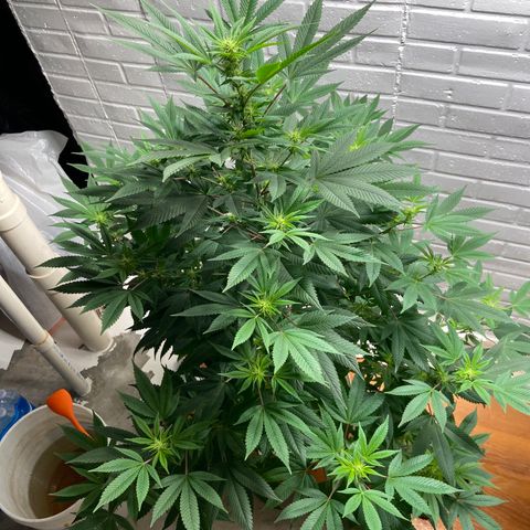Unknown strain growlog timeline photo