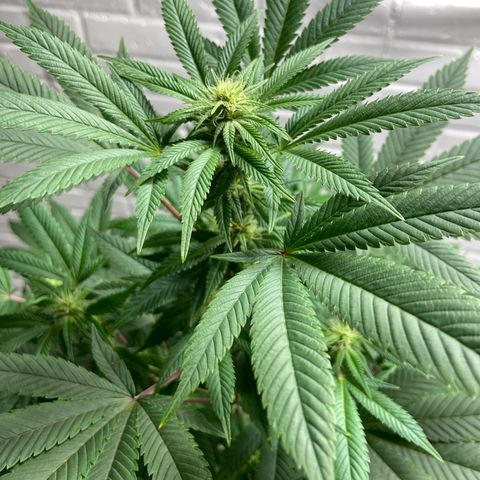 Unknown strain growlog timeline photo