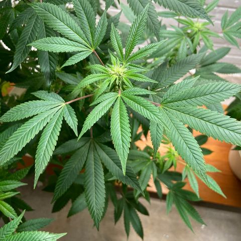 Unknown strain growlog timeline photo