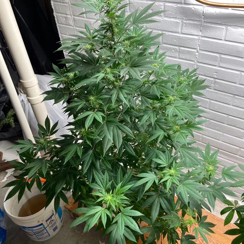 Unknown strain growlog timeline photo