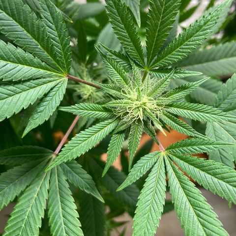 Unknown strain growlog timeline photo