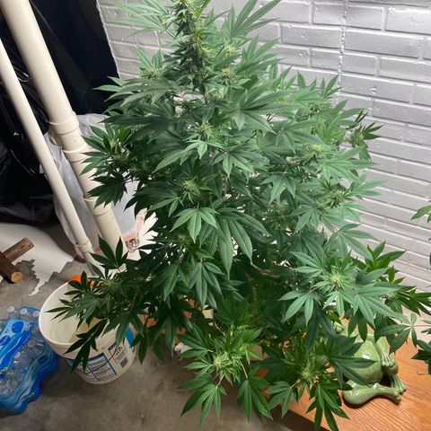 Unknown strain growlog timeline photo