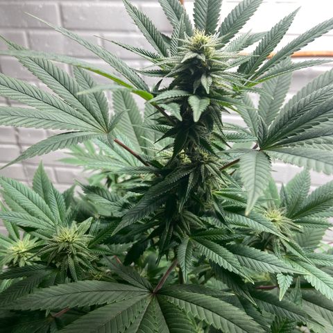 Unknown strain growlog timeline photo