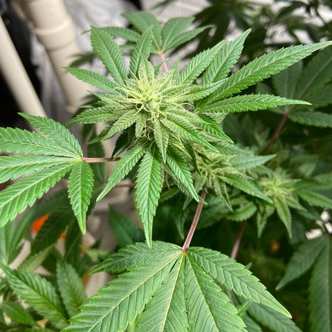 Unknown strain growlog timeline photo