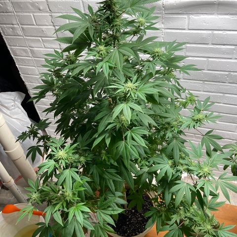 Unknown strain growlog timeline photo