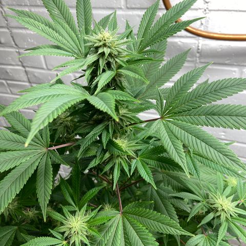Unknown strain growlog timeline photo