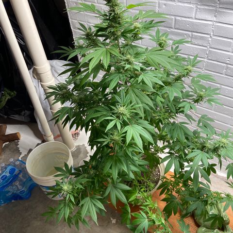 Unknown strain growlog timeline photo