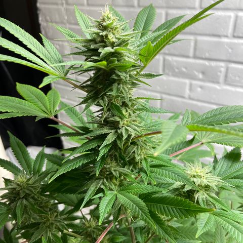 Unknown strain growlog timeline photo