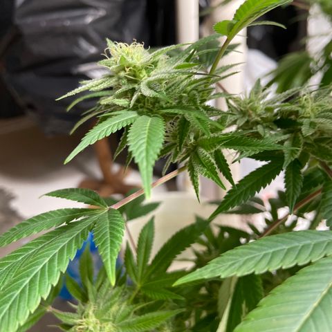 Unknown strain growlog timeline photo