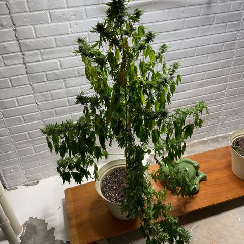 Unknown strain growlog timeline photo