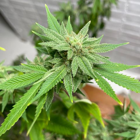 Unknown strain growlog timeline photo