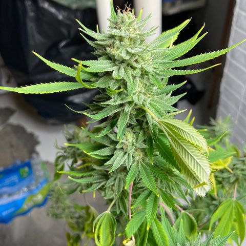 Unknown strain growlog timeline photo