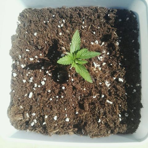 Auto Gelato growlog timeline photo