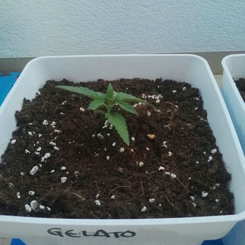Auto Gelato growlog timeline photo