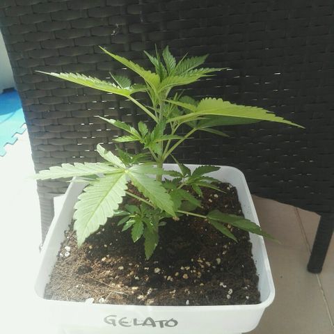 Auto Gelato growlog timeline photo