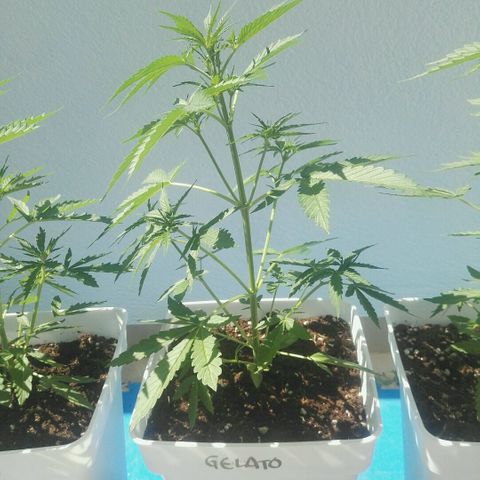 Auto Gelato growlog timeline photo