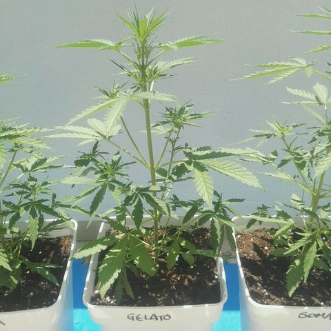 Auto Gelato growlog timeline photo