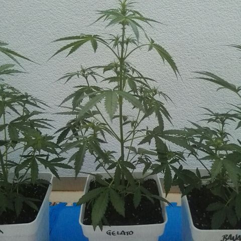 Auto Gelato growlog timeline photo