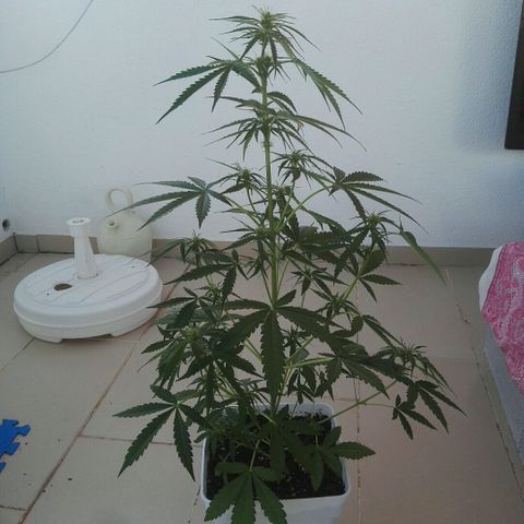 Auto Gelato growlog timeline photo