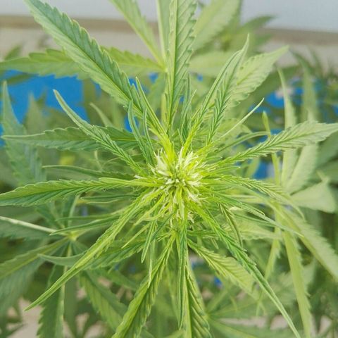 Auto Gelato growlog timeline photo
