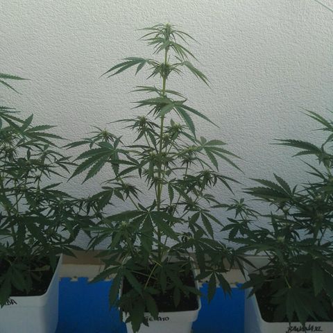 Auto Gelato growlog timeline photo