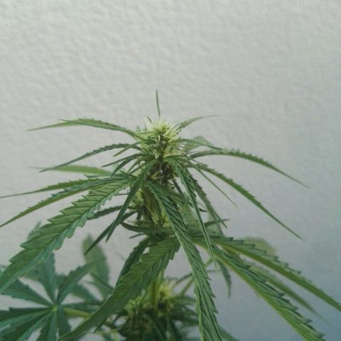 Auto Gelato growlog timeline photo
