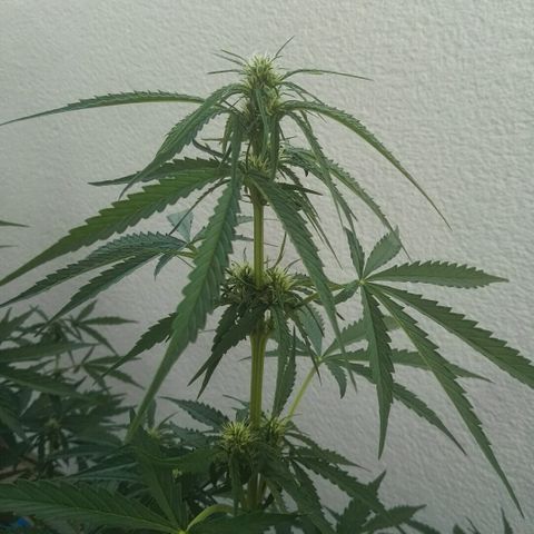 Auto Gelato growlog timeline photo