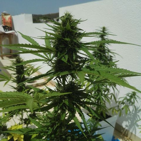 Auto Gelato growlog timeline photo