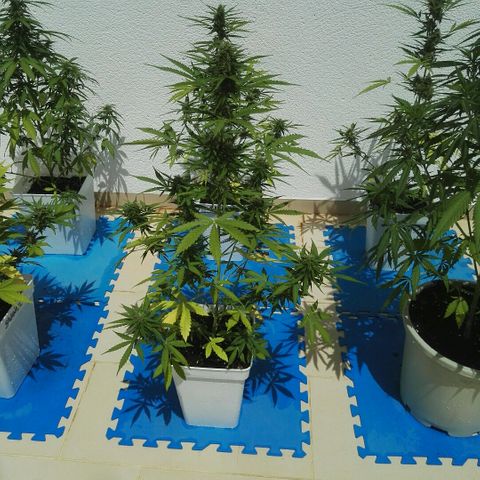 Auto Gelato growlog timeline photo