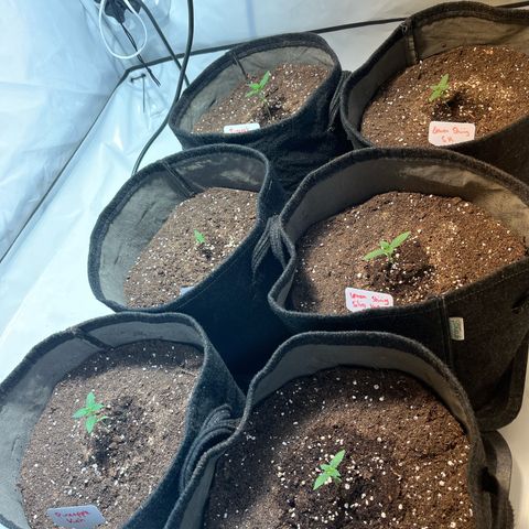 Pineapple Kush growlog timeline photo