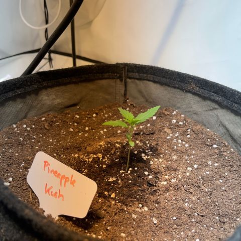 Pineapple Kush growlog timeline photo