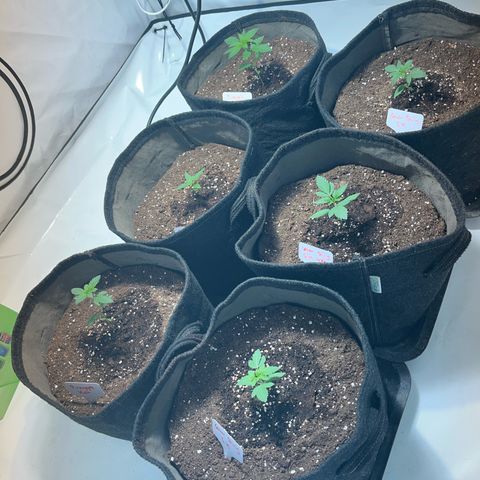 Pineapple Kush growlog timeline photo