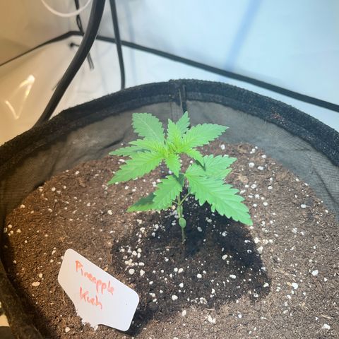 Pineapple Kush growlog timeline photo