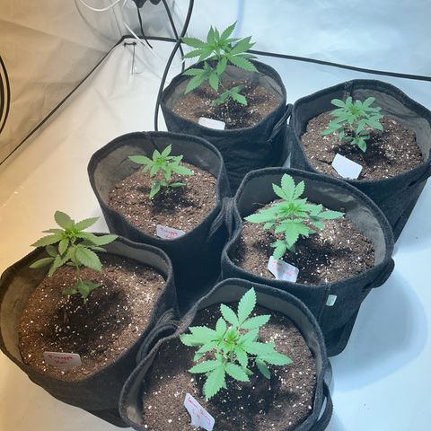 Pineapple Kush growlog timeline photo