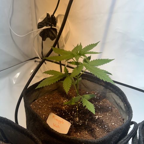 Pineapple Kush growlog timeline photo