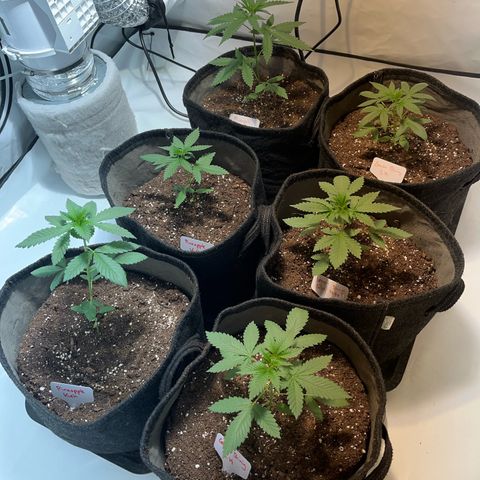 Pineapple Kush growlog timeline photo