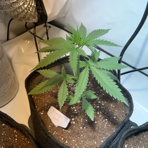 Pineapple Kush growlog timeline photo