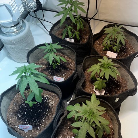 Pineapple Kush growlog timeline photo