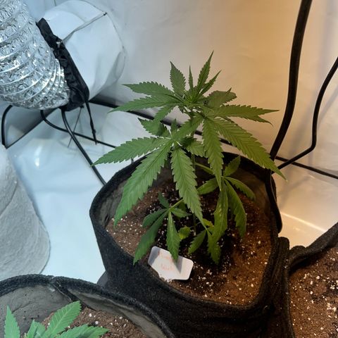 Pineapple Kush growlog timeline photo
