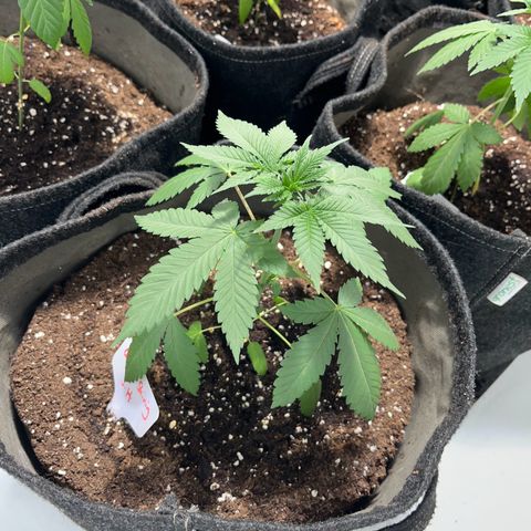 Pineapple Kush growlog timeline photo