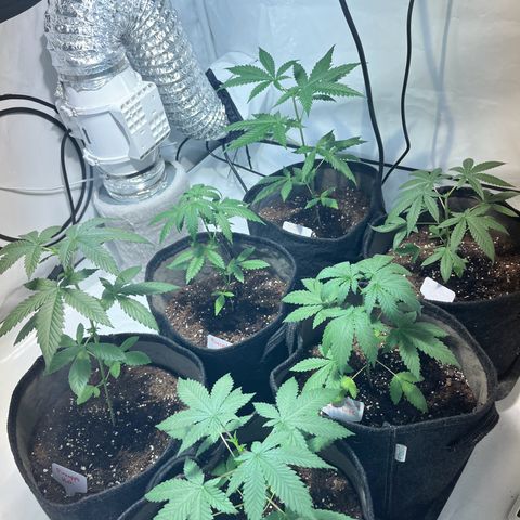 Pineapple Kush growlog timeline photo