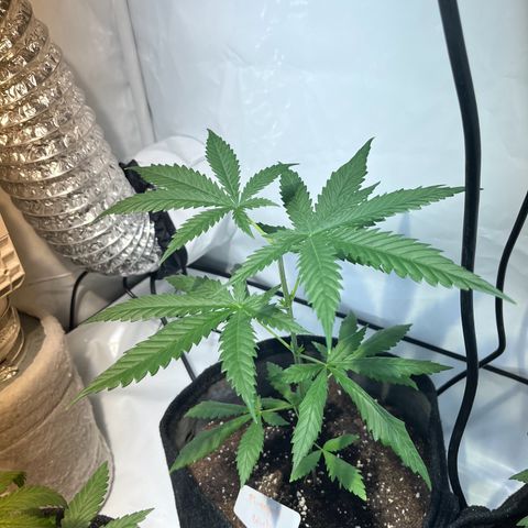 Pineapple Kush growlog timeline photo