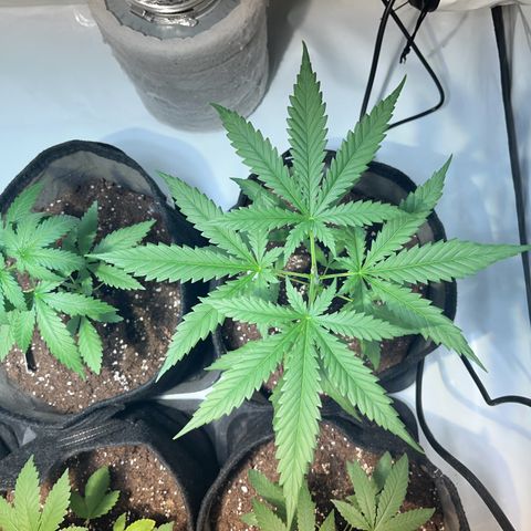 Pineapple Kush growlog timeline photo
