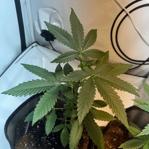 Pineapple Kush growlog timeline photo