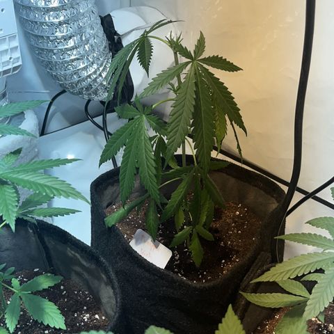 Pineapple Kush growlog timeline photo